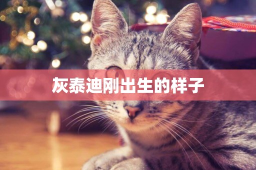 灰泰迪剛出生的樣子