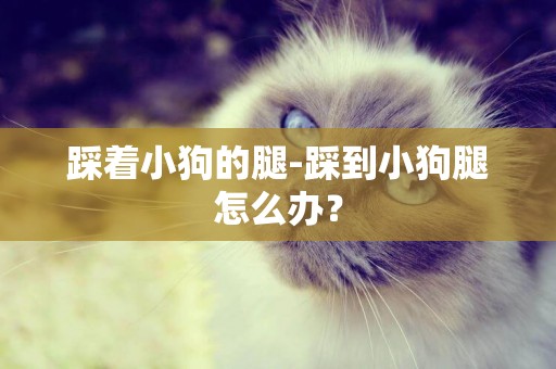 踩著小狗的腿-踩到小狗腿怎么辦？