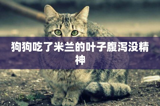 狗狗吃了米蘭的葉子腹瀉沒精神