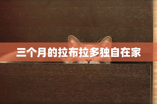 三個月的拉布拉多獨自在家