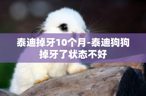 泰迪掉牙10個月-泰迪狗狗掉牙了狀態不好