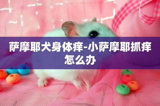 薩摩耶犬身體癢-小薩摩耶抓癢怎么辦