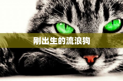 剛出生的流浪狗