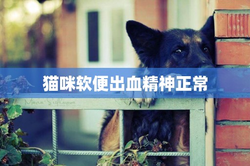 貓咪軟便出血精神正常