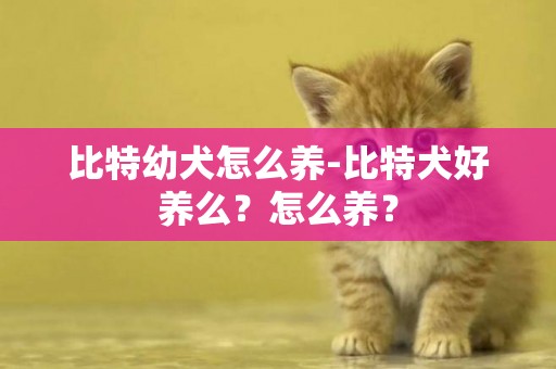 比特幼犬怎么養-比特犬好養么？怎么養？