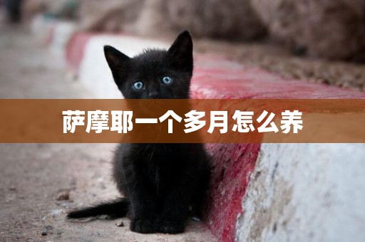 薩摩耶一個多月怎么養