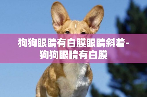 狗狗眼睛有白膜眼睛斜著-狗狗眼睛有白膜