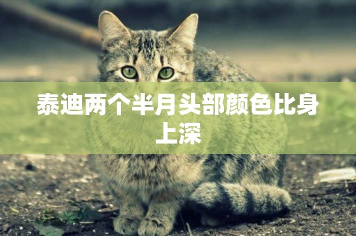 泰迪兩個半月頭部顏色比身上深