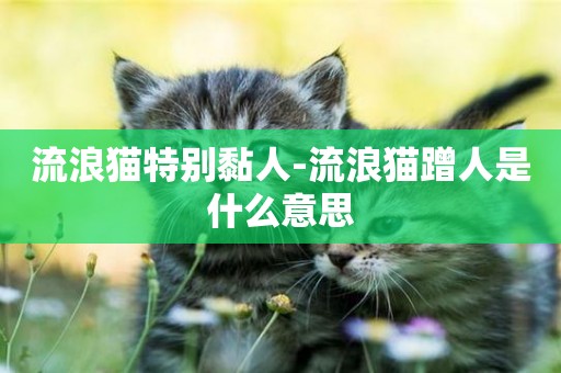流浪貓特別黏人-流浪貓蹭人是什么意思