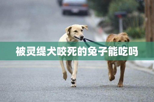 被靈緹犬咬死的兔子能吃嗎
