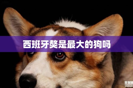 西班牙獒是最大的狗嗎