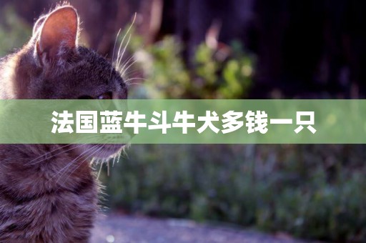法國藍牛斗牛犬多錢一只