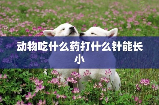 動物吃什么藥打什么針能長小