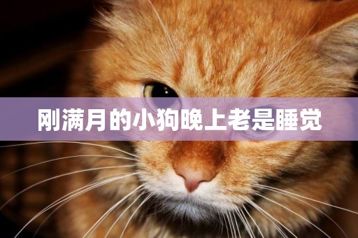 剛滿月的小狗晚上老是睡覺