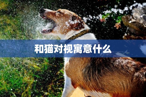和貓對視寓意什么