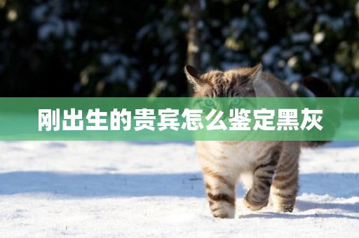 剛出生的貴賓怎么鑒定黑灰