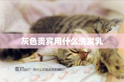 灰色貴賓用什么洗發乳