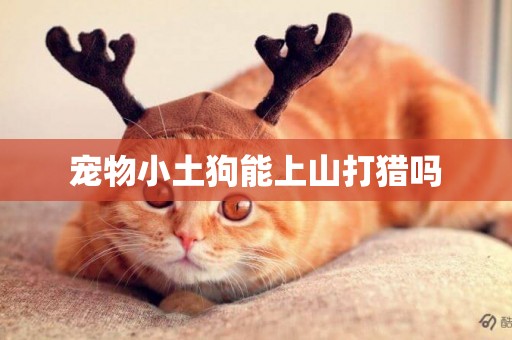 寵物小土狗能上山打獵嗎