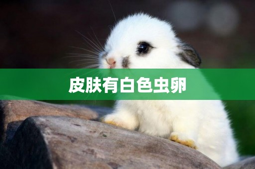 皮膚有白色蟲卵