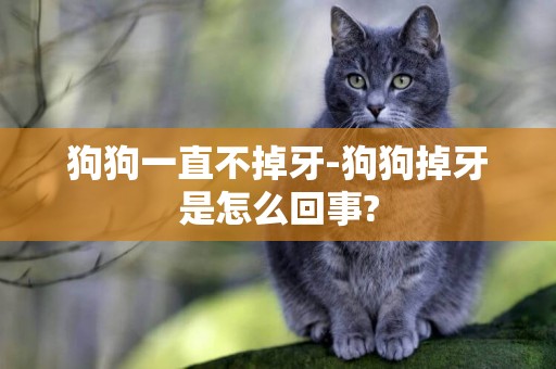 狗狗一直不掉牙-狗狗掉牙是怎么回事?