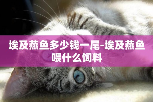 埃及燕魚多少錢一尾-埃及燕魚喂什么飼料