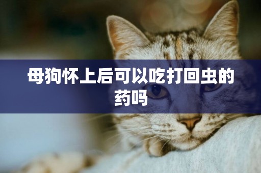母狗懷上后可以吃打回蟲的藥嗎