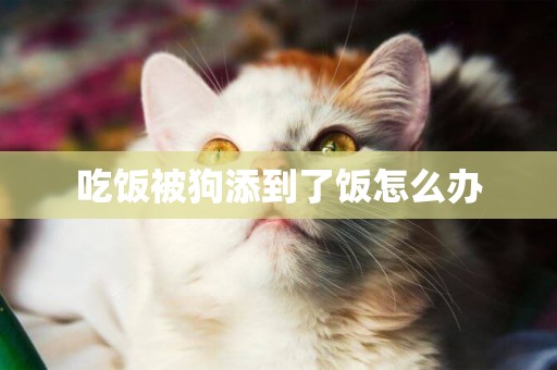 吃飯被狗添到了飯怎么辦