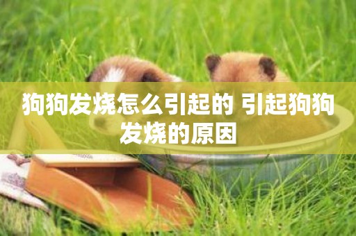 狗狗發燒怎么引起的 引起狗狗發燒的原因