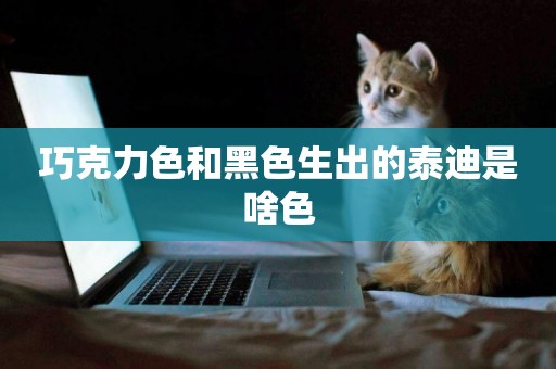 巧克力色和黑色生出的泰迪是啥色