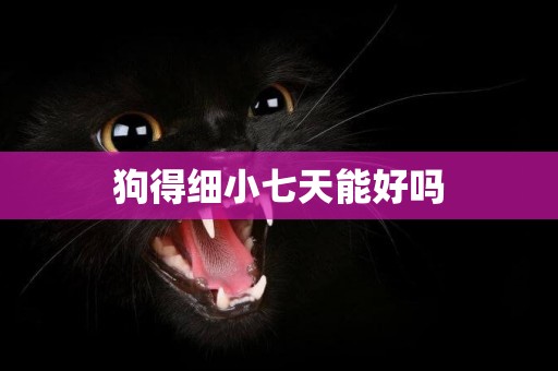 狗得細小七天能好嗎