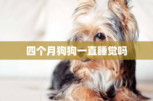 四個月狗狗一直睡覺嗎