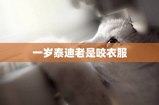 一歲泰迪老是咬衣服