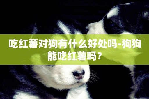 吃紅薯對狗有什么好處嗎-狗狗能吃紅薯嗎？