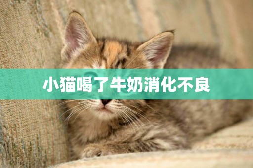 小貓喝了牛奶消化不良