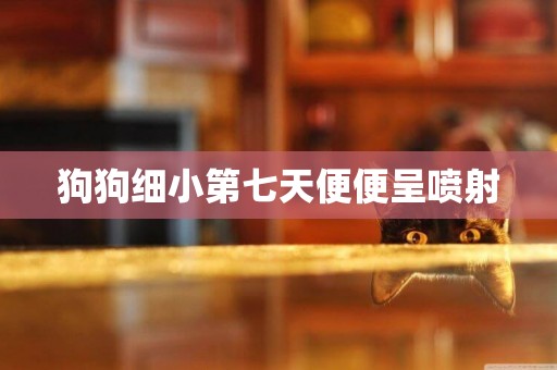 狗狗細小第七天便便呈噴射