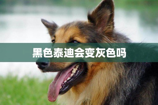 黑色泰迪會變灰色嗎
