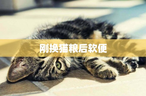 剛換貓糧后軟便