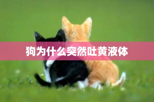 狗為什么突然吐黃液體