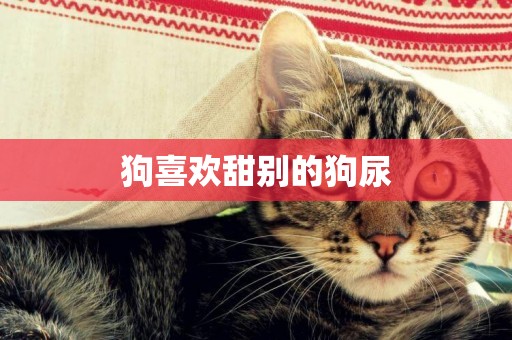 狗喜歡甜別的狗尿