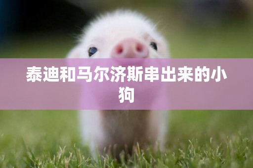 泰迪和馬爾濟斯串出來的小狗