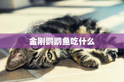 金剛鸚鵡魚吃什么