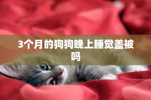 3個月的狗狗晚上睡覺蓋被嗎