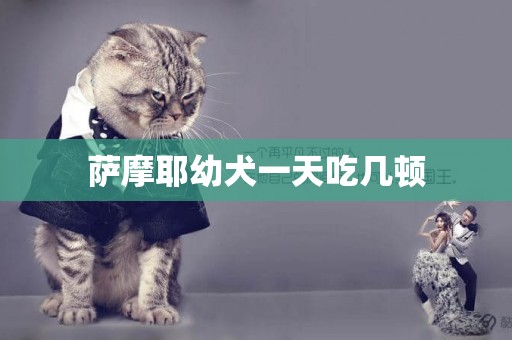 薩摩耶幼犬一天吃幾頓