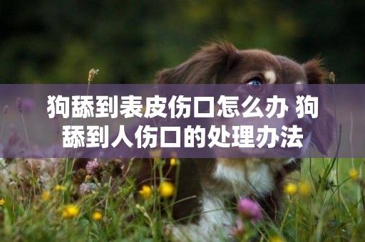 狗舔到表皮傷口怎么辦 狗舔到人傷口的處理辦法