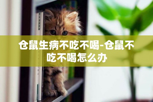 倉鼠生病不吃不喝-倉鼠不吃不喝怎么辦