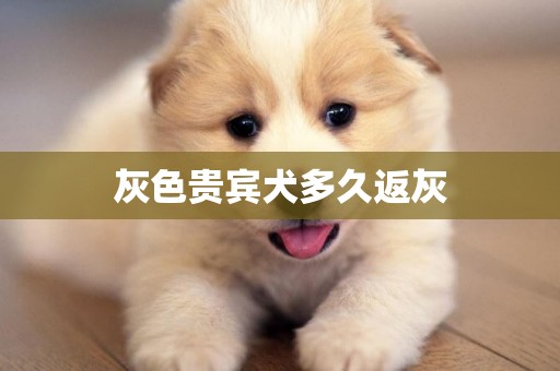 灰色貴賓犬多久返灰