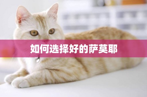如何選擇好的薩莫耶