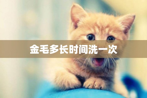 金毛多長時間洗一次