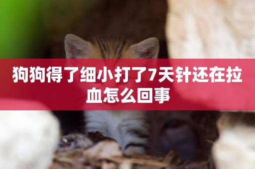 狗狗得了細小打了7天針還在拉血怎么回事
