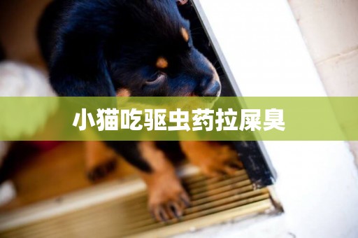 小貓吃驅蟲藥拉屎臭